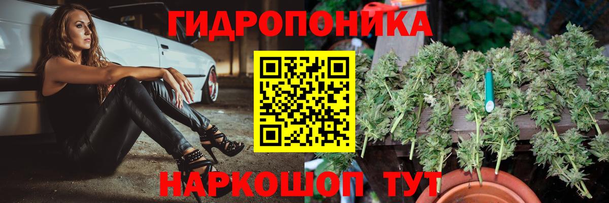 Каннабис сатива Кимовск